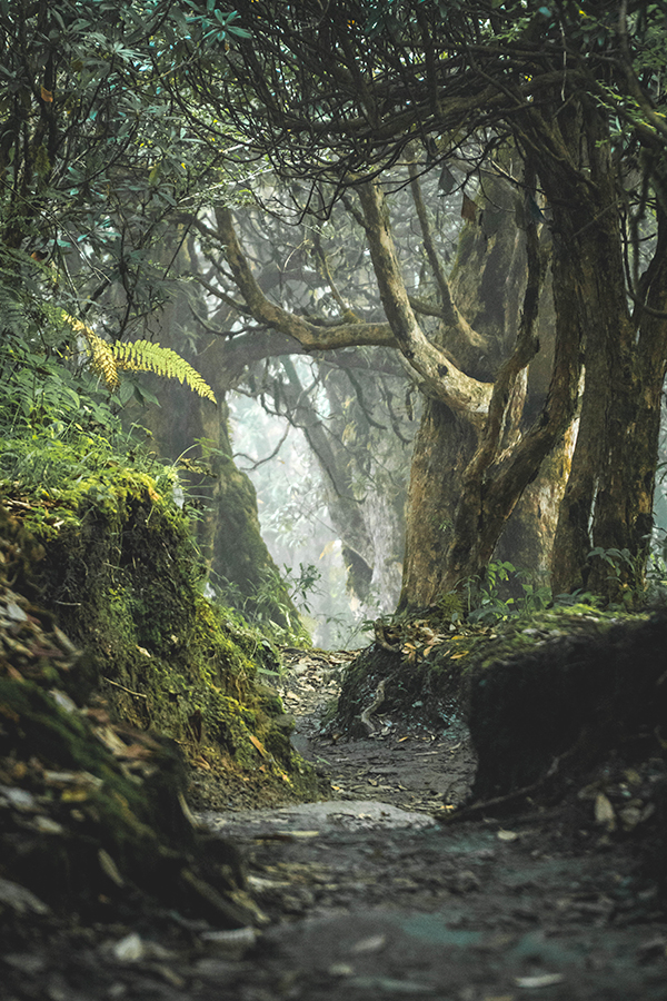 terapia baños de bosque y coaching